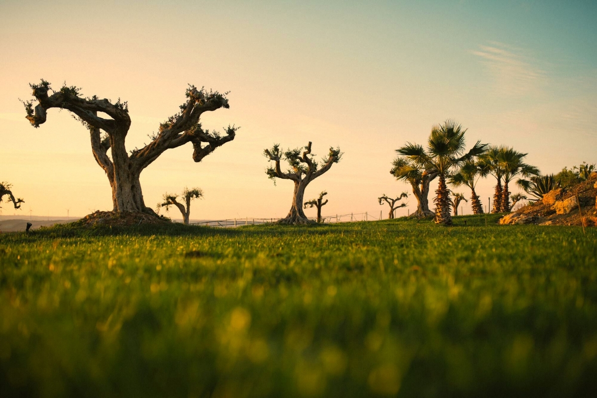 Il Raccolto e Oltre: come le Cooperative Trasformano l’Autunno in Fermento Etico